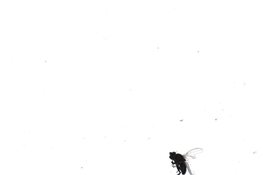 Image 29
